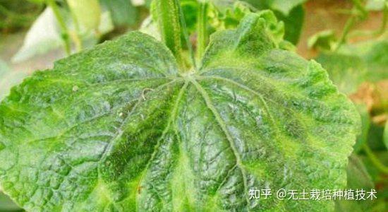 黄瓜花叶病毒病