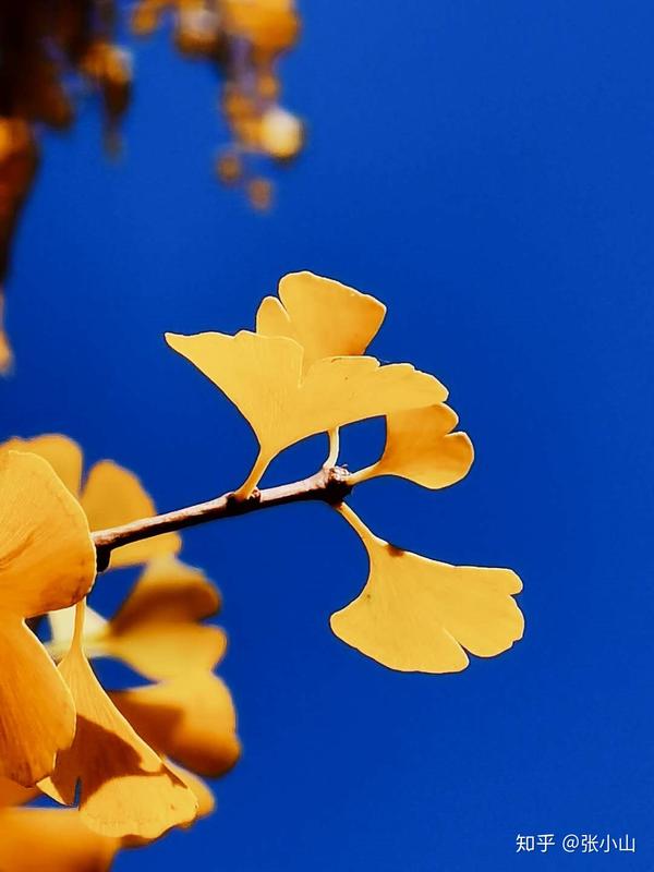 吐出了满天金色的芭蕉扇 二 银杏树是最随和的树 当他走进秋天的国度