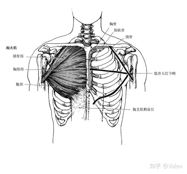 胸大肌 pectoralis major 起点:锁骨内