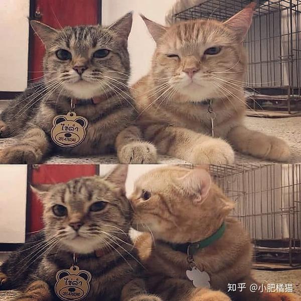 沙雕猫背后的行为逻辑