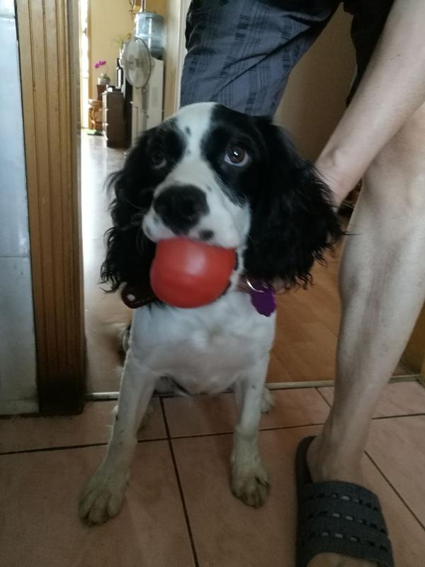 史宾格犬的性格好吗 智商高吗?