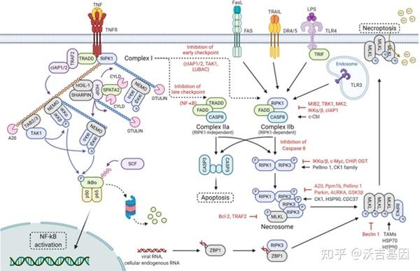 图三:坏死性凋亡的分子机制