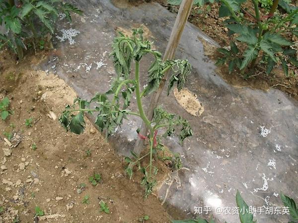 大棚小番茄根腐病用什么肥效果好?小番茄烂根施什么肥料?