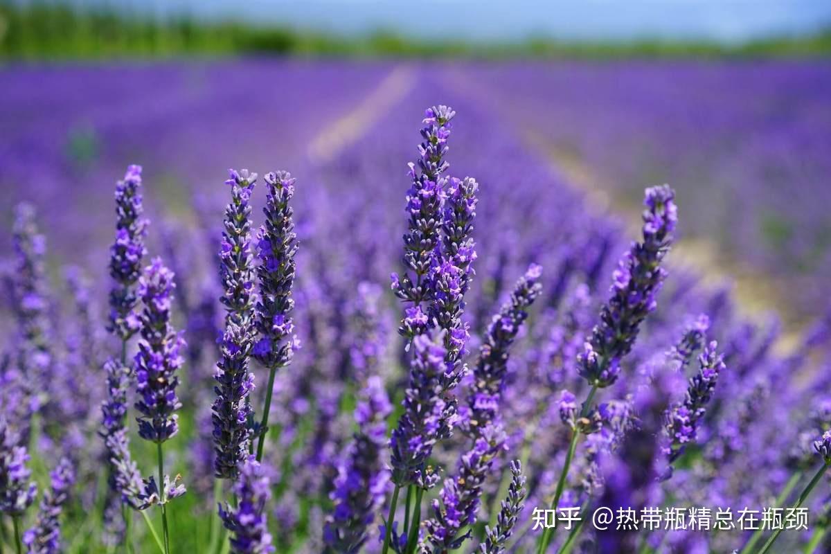 真实薰衣草醒目薰衣草穗花薰衣草头状薰衣草这四种精油有什么区别
