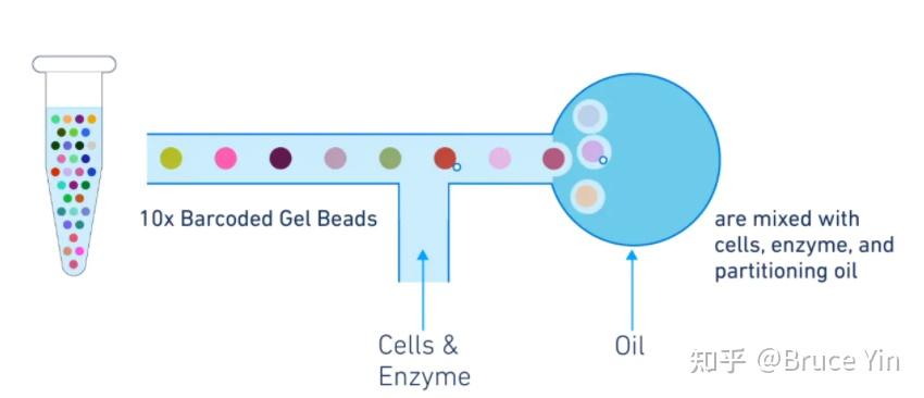 单细胞测序 知乎