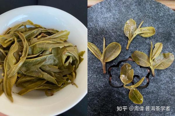 云南真的有"小叶种"普洱茶吗?