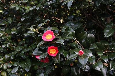 日本茶花100选004红妙莲寺