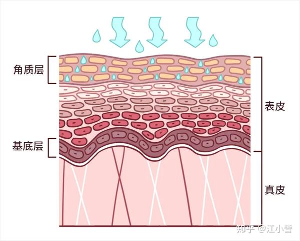角质层过度水合,细胞变得松散杂乱
