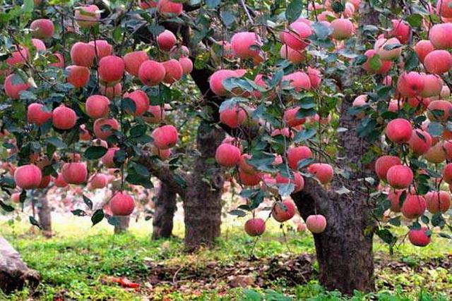 苹果进入幼果生长期这些综合管理措施是高产的保障