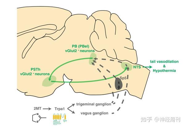 清华大学刘清华团队揭示"毛骨悚然"的神经环路机制