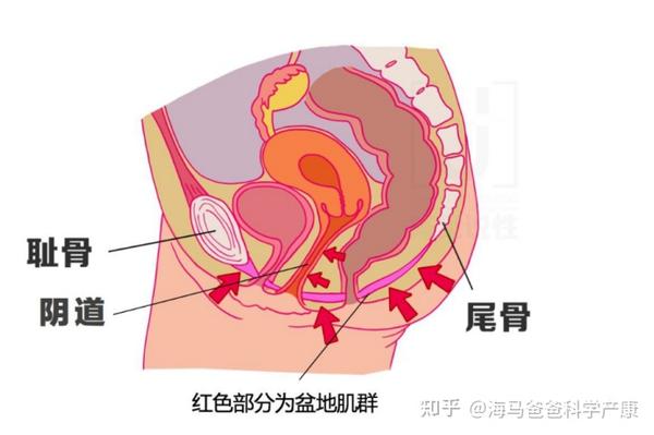 与此同时在分娩的时候,尤其是阴道分娩时妈妈的身体内