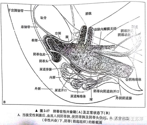 阴蒂在性生活中起什么作用?