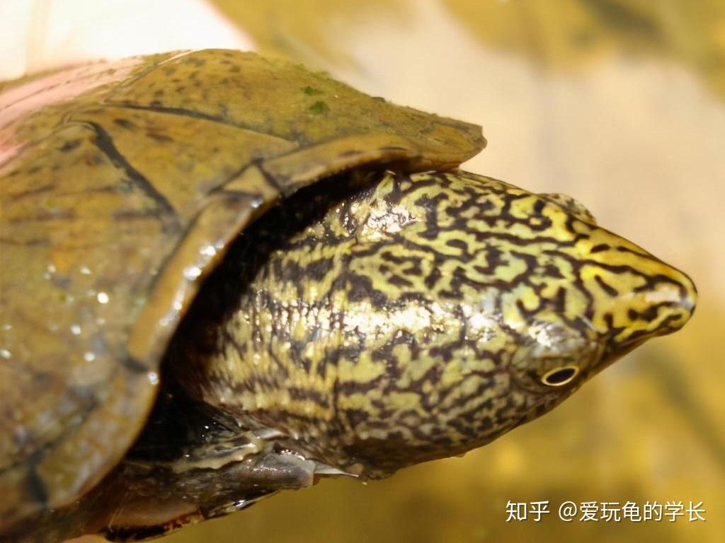 1,平背麝香龟英文名:flattened musk turtle,它们会和虎纹麝香龟发生