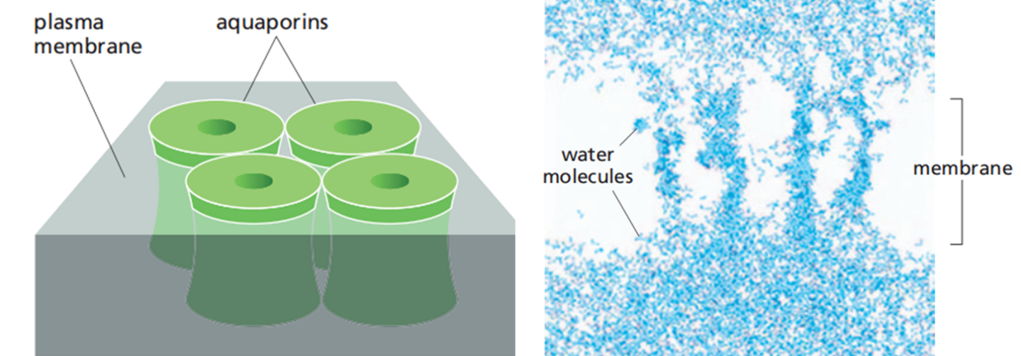 水分子进出细胞的主要方式是什么自由扩散还是协助扩散
