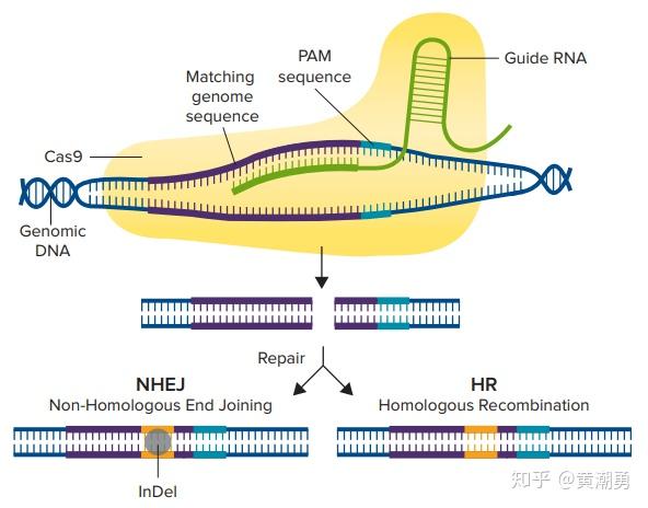 终于等来了CRISPR Cas9基因编辑方法总结一 知乎