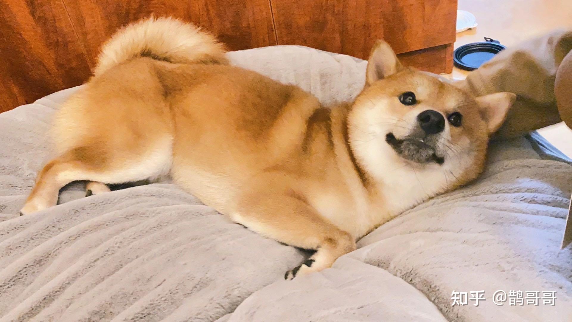 坐标北京,求问在哪儿买柴犬 知乎