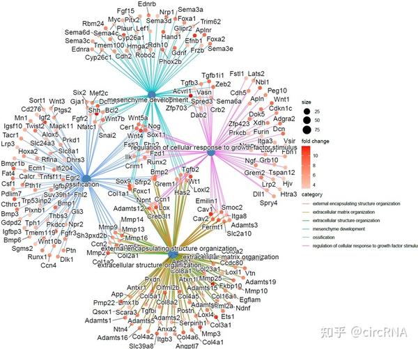 生信高级图大赏之基因 通路关联网络图 知乎