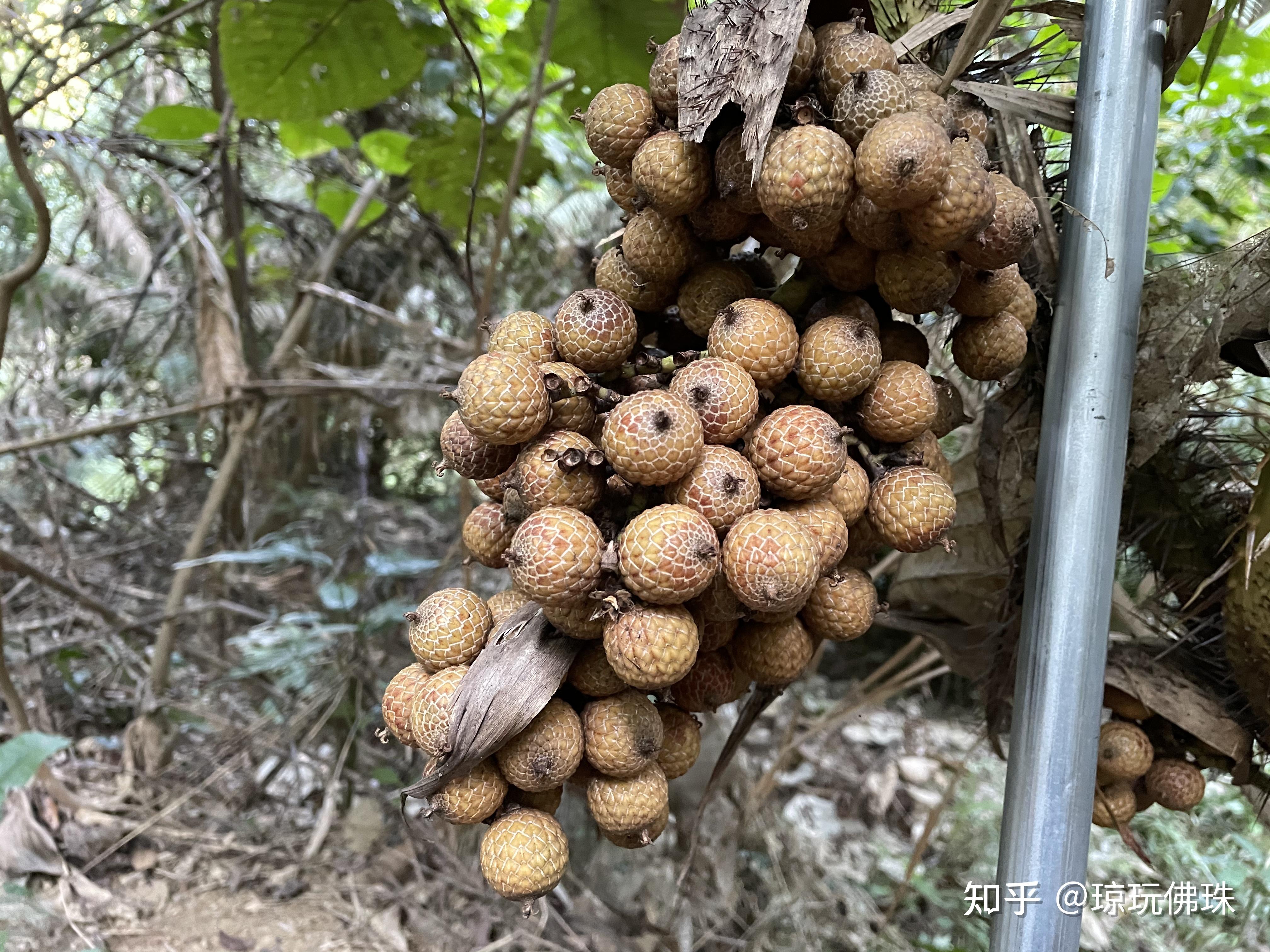 它的外表有点像蛇皮果,结构有点像龙眼,果核比较大,果肉少,能吃,但是