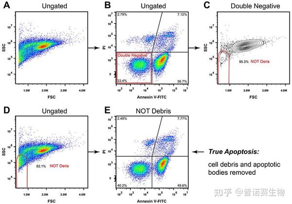 Annexin V