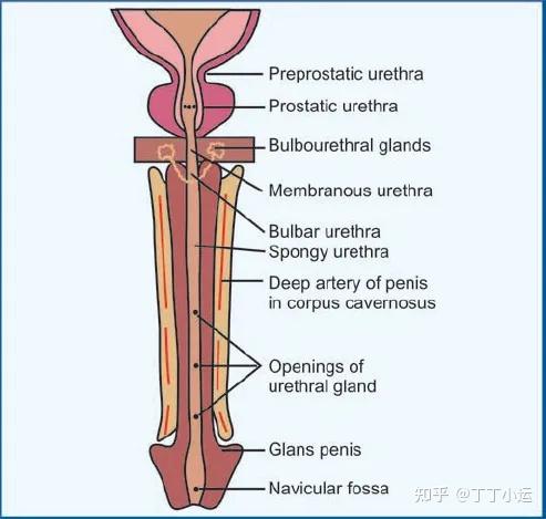 男性通过尿道排出尿液时,会有残留的液体滞留在舟状窝里面,而龟头又