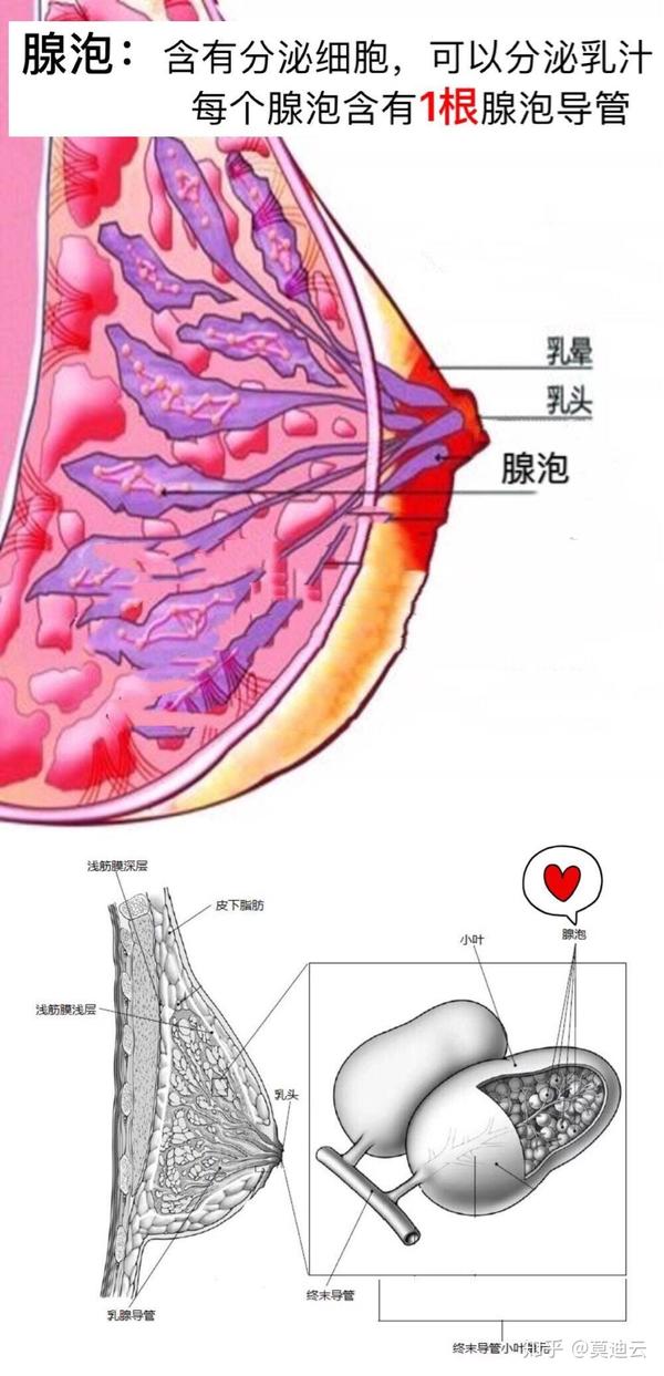 乳腺组织结构就像葡萄一样,非常形象 1.最小单位:腺泡!