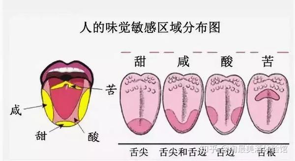 人体味觉敏感区域分布图