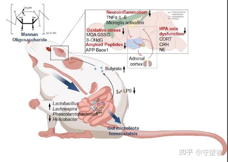 甘露寡糖可通过调节肠道微生物脑轴减轻5xfad阿尔兹海默病小鼠认知和