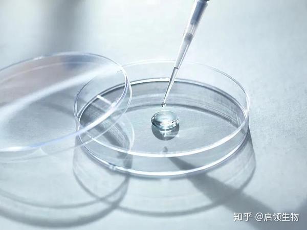 【生物实验室】细胞培养实验技术part.02