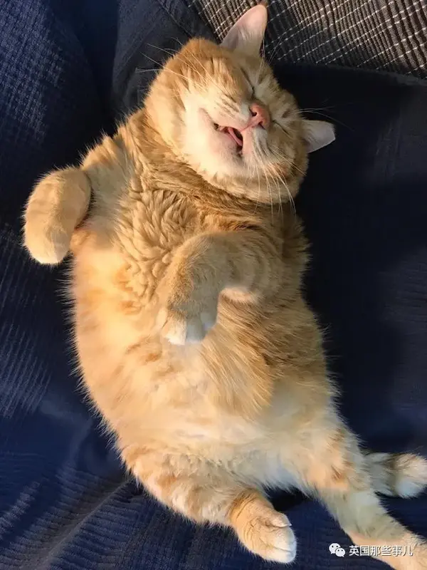 一只靠睡姿走红的橘猫这就是睡神本神吧