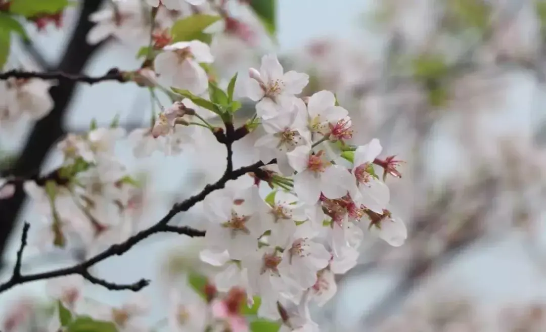 春日花鉴梅花桃花杏花李花樱花梨花