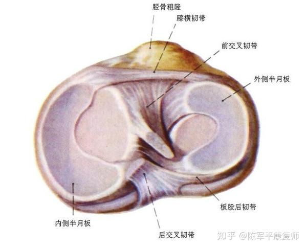 我半月板二度损伤,但是我是一名在校生,是该回家静养还是继续留校学习