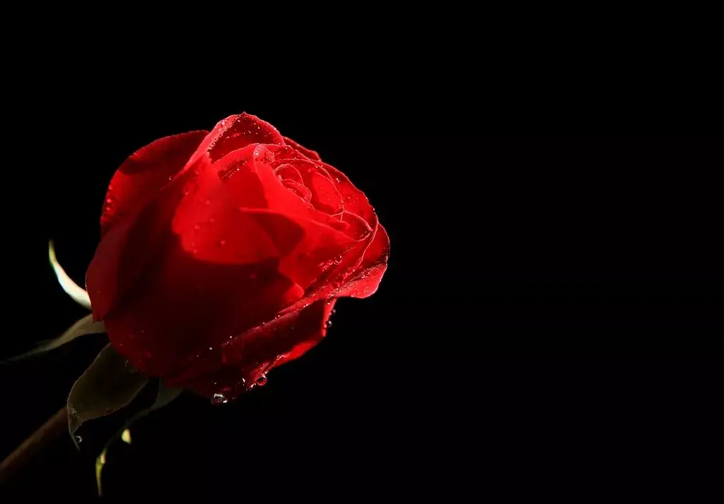 一日一花一诗玫瑰