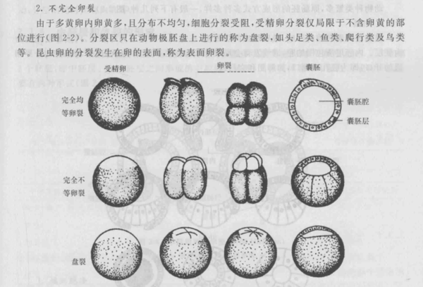 头足纲外传04恶魔再诞克苏鲁的胚胎发育