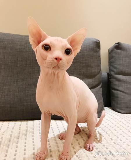 七,美国短毛猫