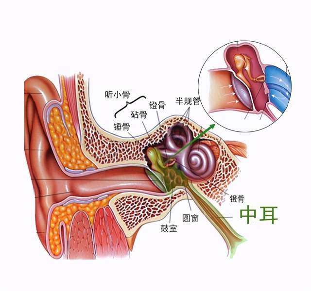 中耳炎主要是指中耳黏膜的炎症,中耳炎主要的原因是由于咽鼓管功能