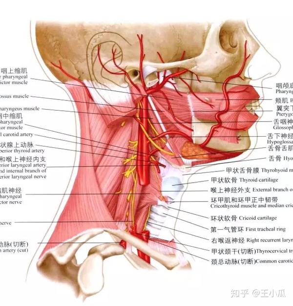 颈部周围血管神经丰富,痉挛的肌肉也会影响到它们.