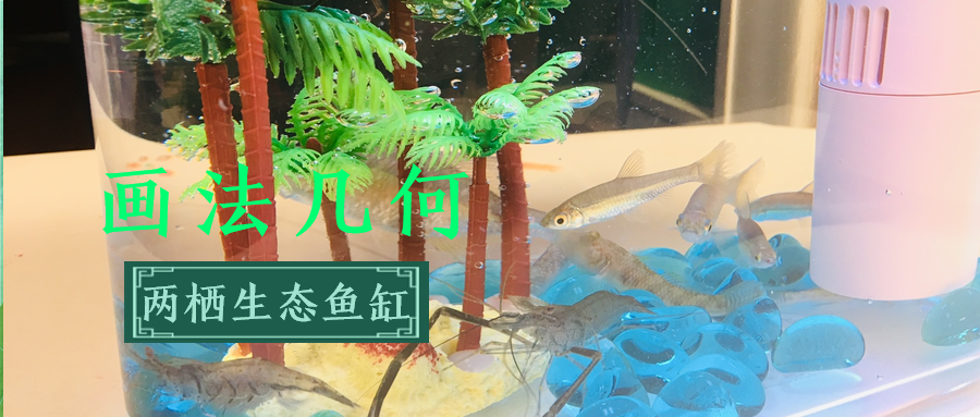 生活中简单的乐趣——画法几何两栖生态观景鱼缸开箱