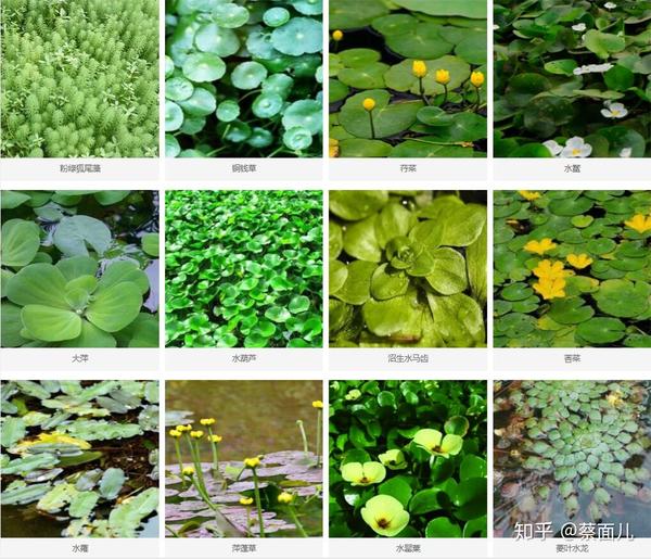 (一)水生植物组成 挺水植物:美人蕉,菖蒲,再力花,千屈菜,梭鱼草,水葱
