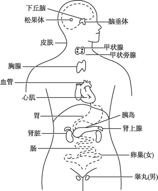 第一章 内分泌系统疾病概述 - 内分泌系统疾病 - 知乎