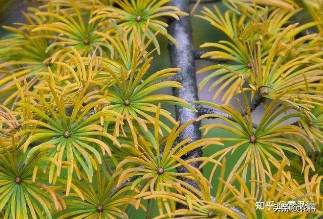 植物界国宝中国十大珍稀植物