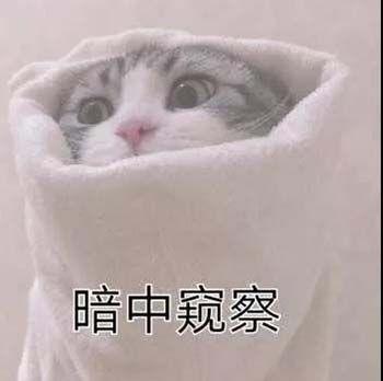 生活不易 猫猫叹气可爱的猫咪表情包