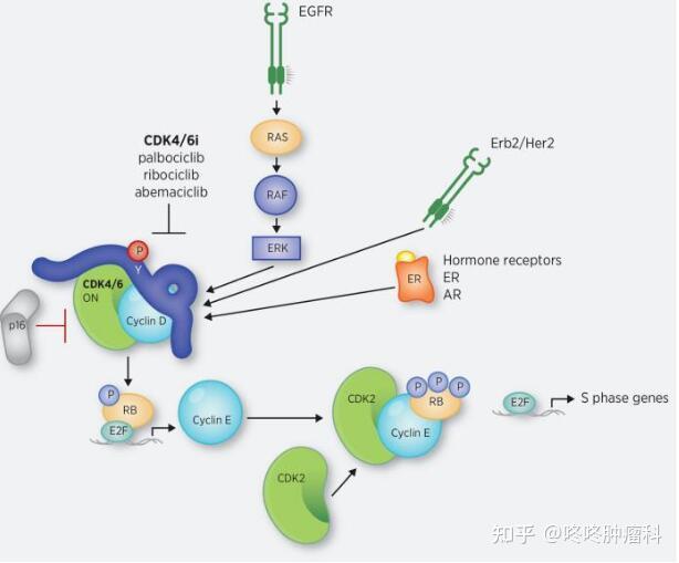 其实从作用机制来说,已获批的三种cdk4/6抑制剂并没有什么区别,都是从