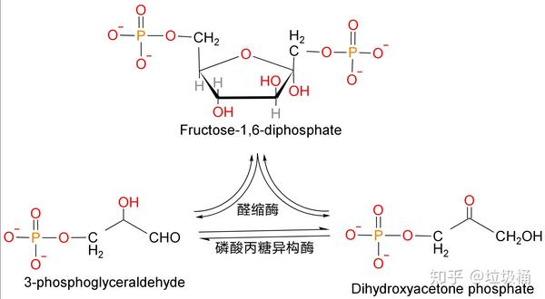 6-二磷酸果糖可以生成一分子磷酸二羟丙酮和一分子3-磷酸甘油醛,为