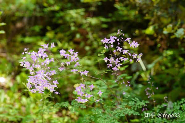 偏翅唐松草,摄于格西沟