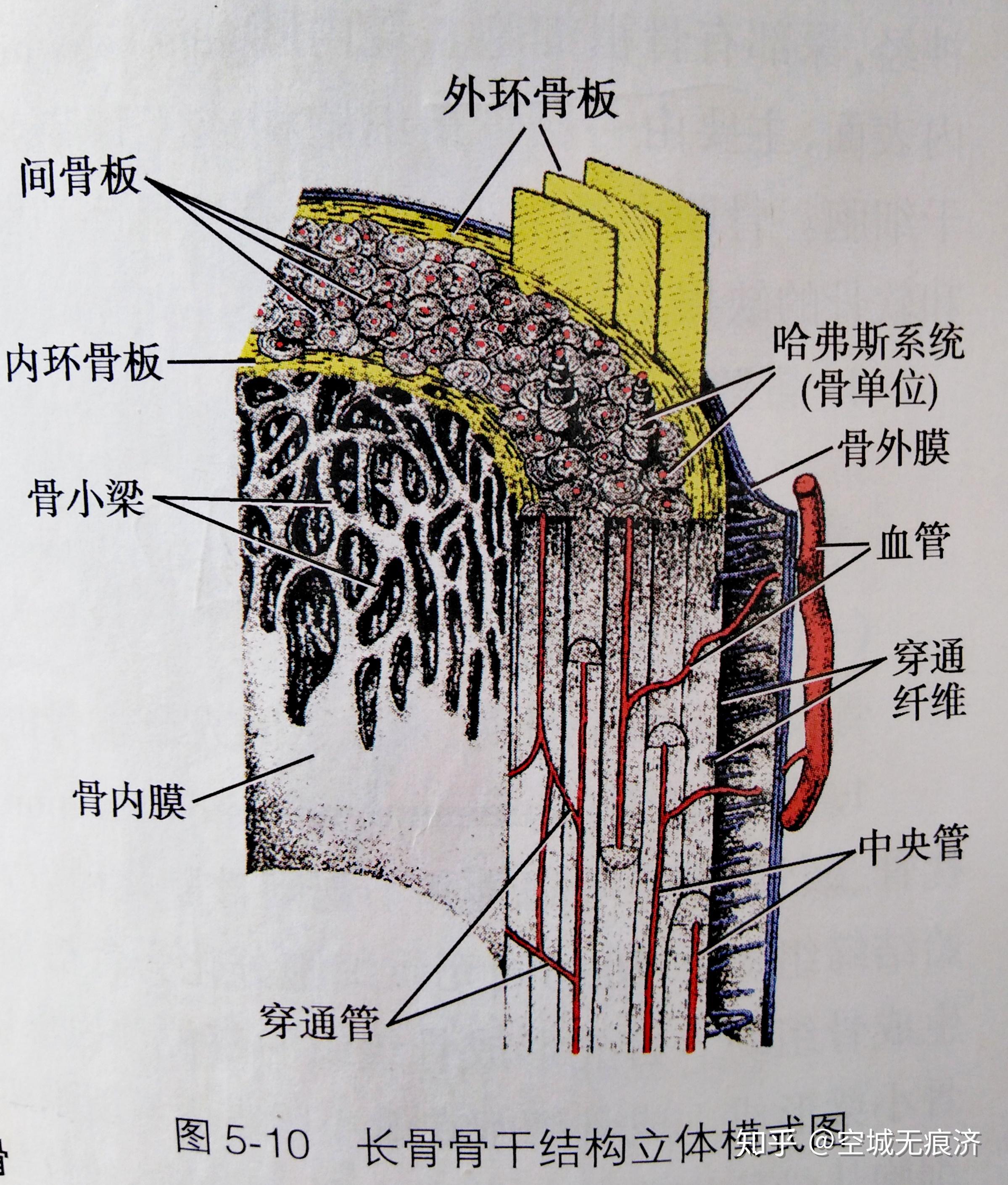 骨板的排列方式②破骨细胞:溶解和吸收骨基质,参