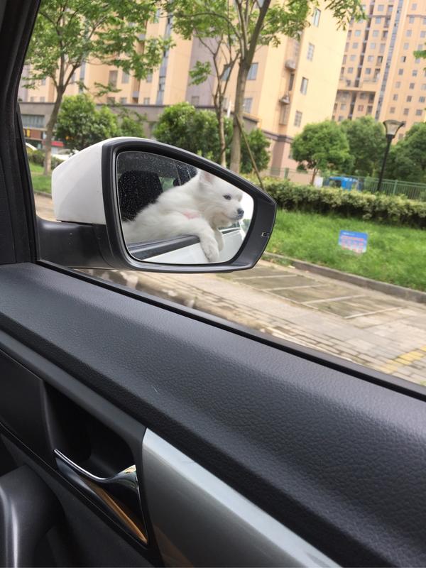 为什么狗坐车的时候都喜欢把头探出窗外?