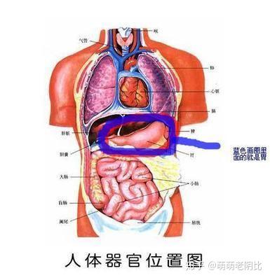 我想知道女孩子的胃在哪