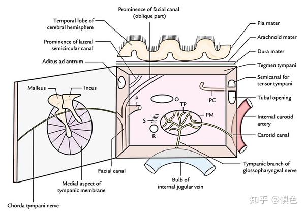 鼓室六壁(重中之重) 外壁 鼓膜(tympanic membrane)