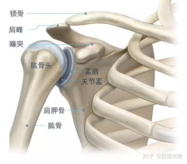 肩关节结构 盂肱关节就像海豹用鼻子顶着的球一样,鼻子小(肩胛盂面积