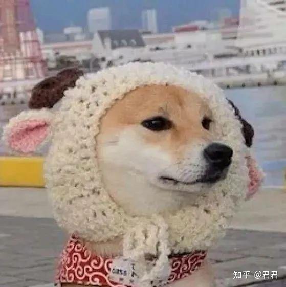 狗子头像可爱又憨憨的狗子头像奶凶奶凶可爱情侣狗子头像